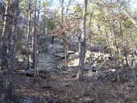 Walking In The Forest 010.webp