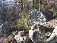 Walking In The Forest 012.webp