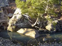 Walking In The Forest 015.webp