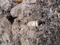 DSCN1089.webp