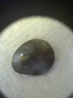 shot penny.webp
