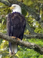 Eagle.webp