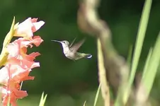 Female Ruby-throated Hummingbird.webp