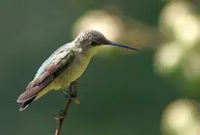 Female Ruby-throated Hummingbird at rest.webp