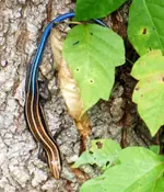 Blue Tail Lizard.webp