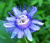 Passion Flower.webp