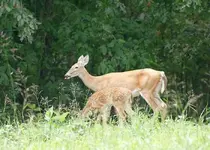 Whitetail doe and fawn.webp