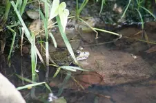 Bullfrog.webp