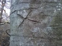 X on Tree.webp