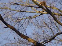 After The Thaw 009.webp