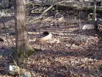 After The Thaw 003.webp