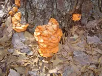 After The Thaw 006.webp