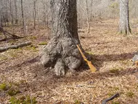 After The Thaw 004.webp