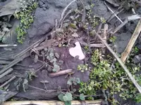 Thumba_2011-02-21_07-14-31.webp