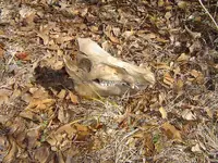 After The Thaw 001.webp
