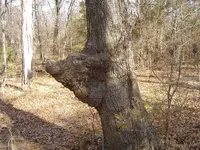 After The Thaw 007.webp