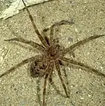 fishing spider.webp fishing spider.webp