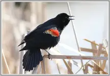 IMG_5896r w bb bord.webp