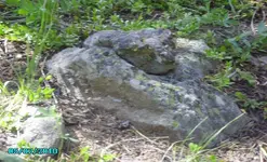 Snake or turtle head a few ft from frog 2010 266.webp