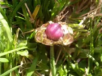 gold ring2.webp