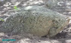 Other side of bear 2010 271.webp