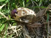 gold ring4.webp