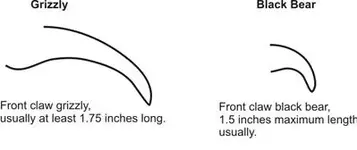 bear clawssize.webp