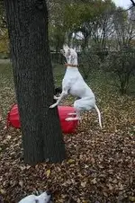 tree pointer.webp