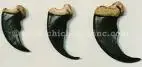 bear claws.webp