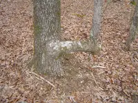 006.webp
