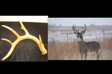 2010-2011 deer pics1 (640x427).webp