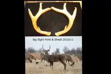 Big Eight Point Buck (640x427).webp