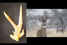 Yard-trd Buck  with Shed 3-9-2011 6-21-43 PM 5120x3413 (640x427).webp