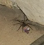 wolfspider.webp