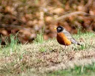 DSC04238.webp