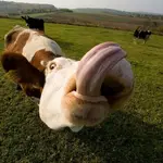 funniest-animals-ever-06.webp funniest-animals-ever-06.webp