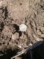 large cent dug.webp