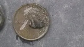 2 half penny 008.webp