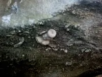 crinoid1[1].webp