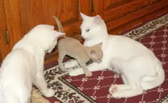 Big Sister, Little Brother and Mama Cat.webp
