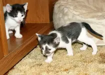Black and White X2.webp