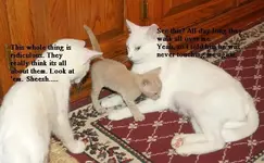Kitty Convo.webp