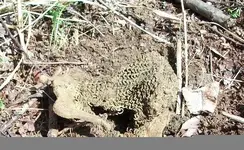 purse in ground.webp