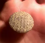 TN CH Button.webp