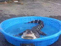 frogpool.webp