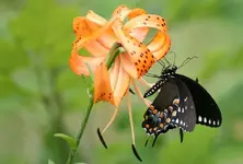 DSC01246.webp