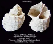 gastropodTrigonostomaPliocene.webp
