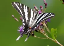 DSC02928.webp