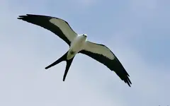 Swallow-tailed-Kite_T0B49332.webp