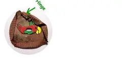 cap2.webp